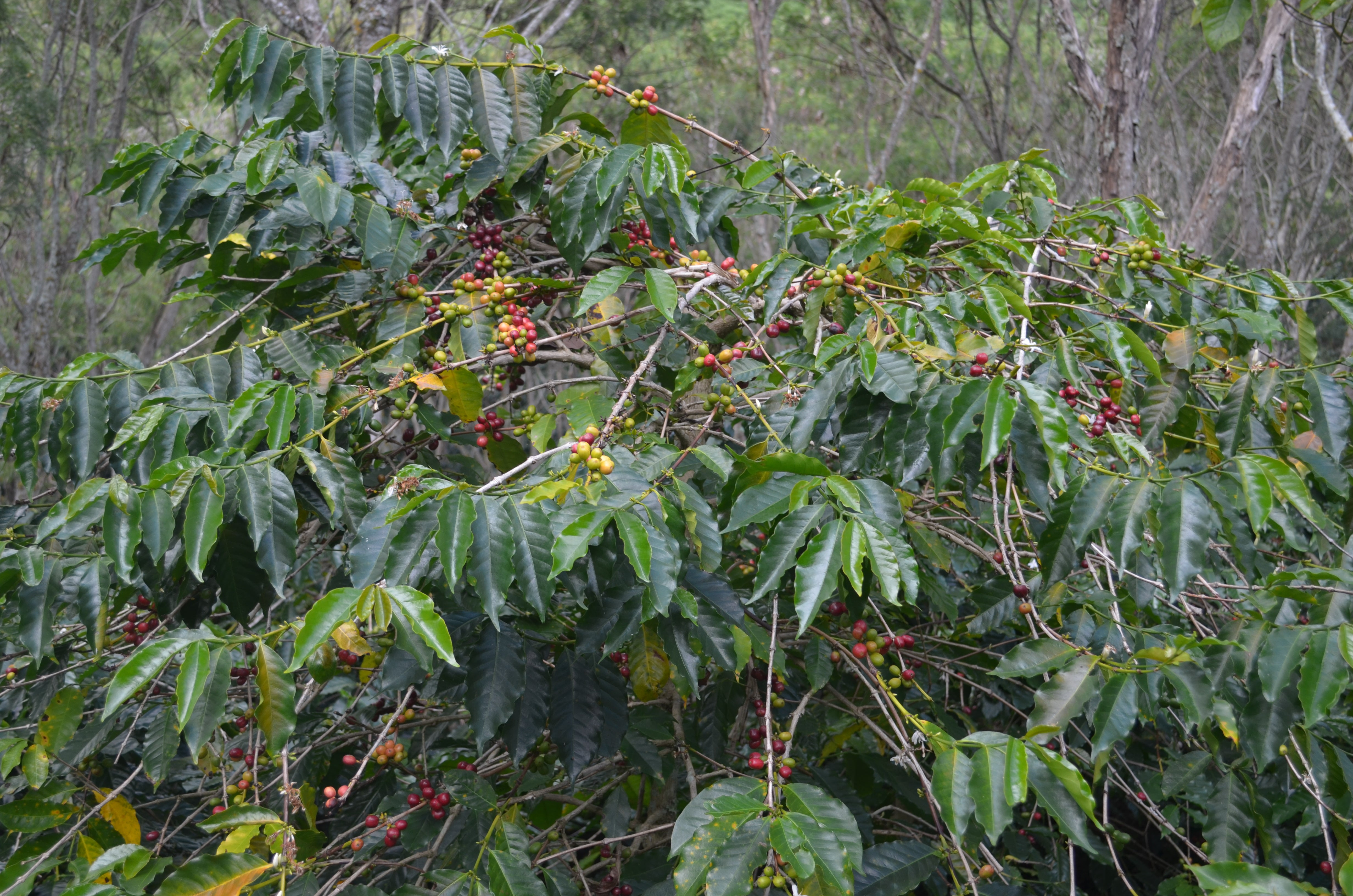 Indonesia - Aceh Gayo